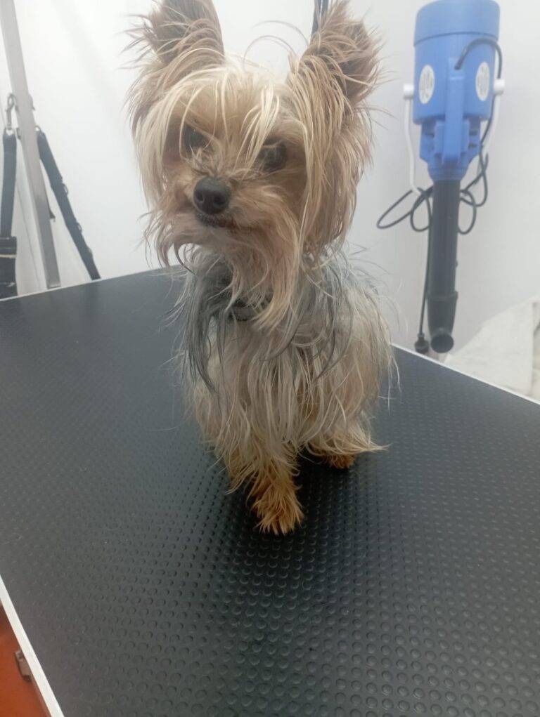 peluquería canina