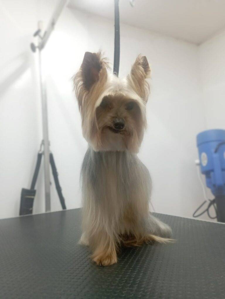 peluquería canina