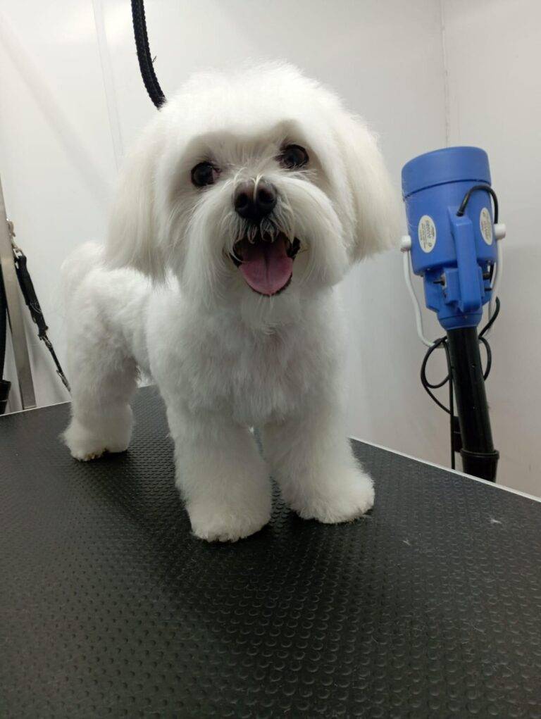 peluquería canina