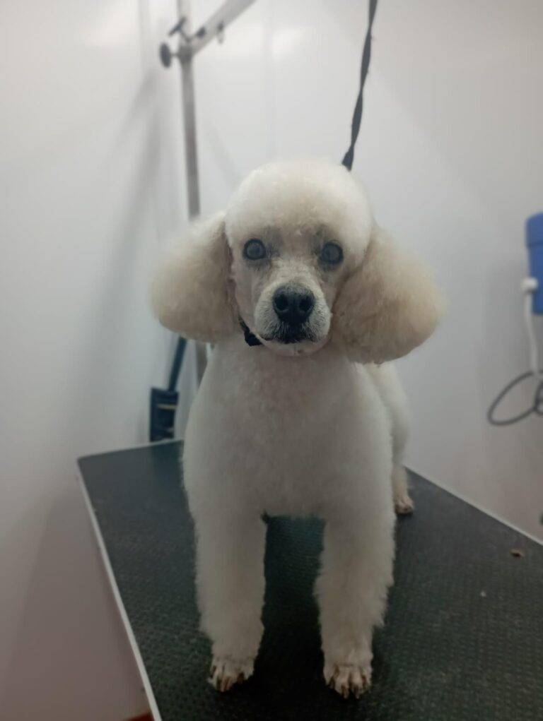 peluquería canina