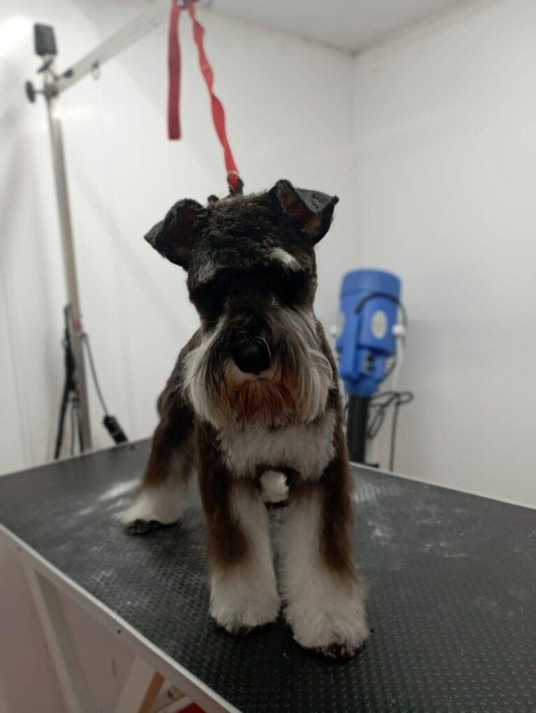 peluquería canina