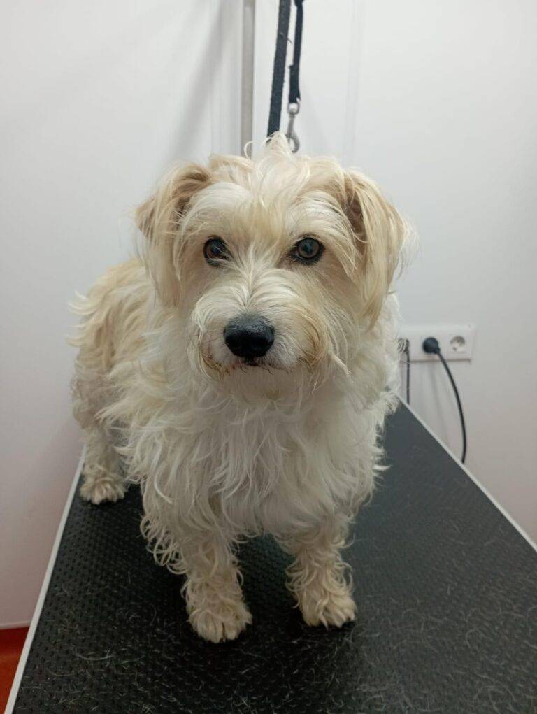 peluquería canina