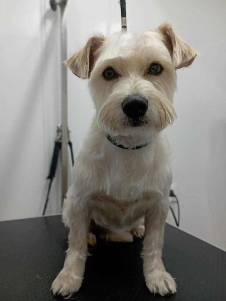 peluquería canina