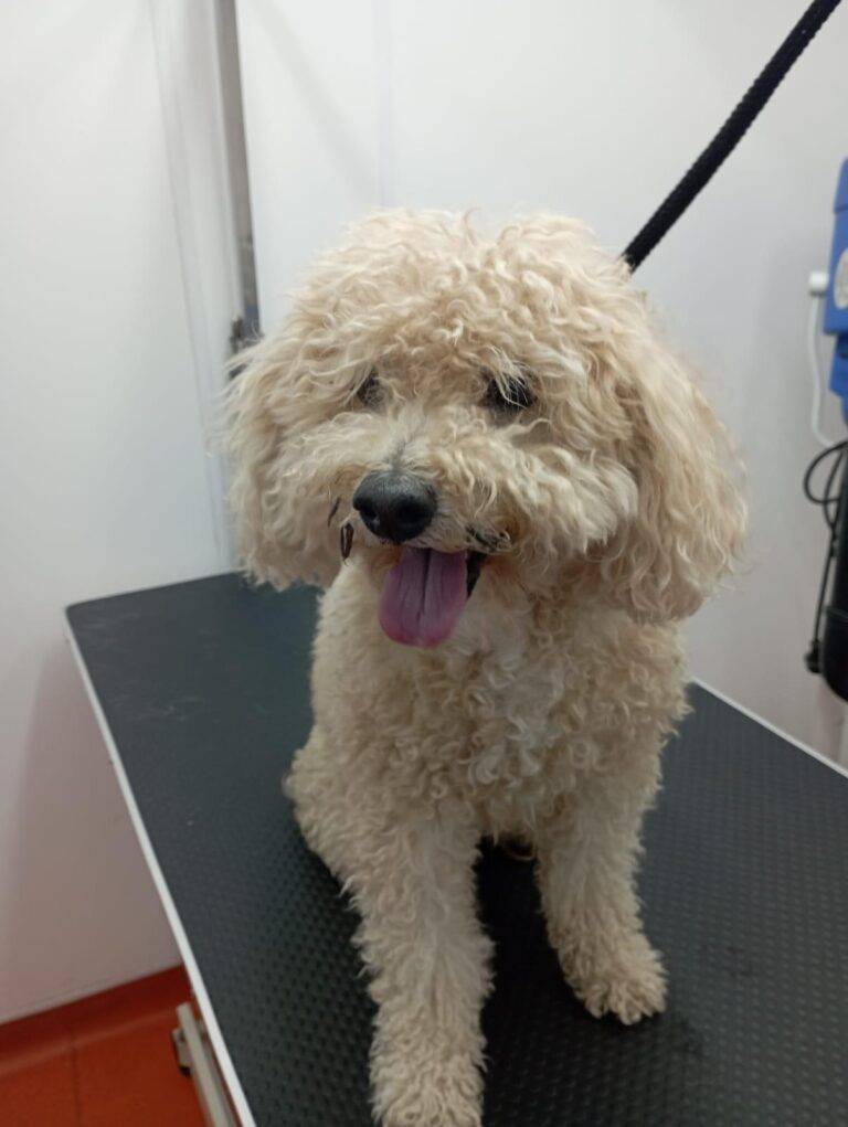 peluquería canina