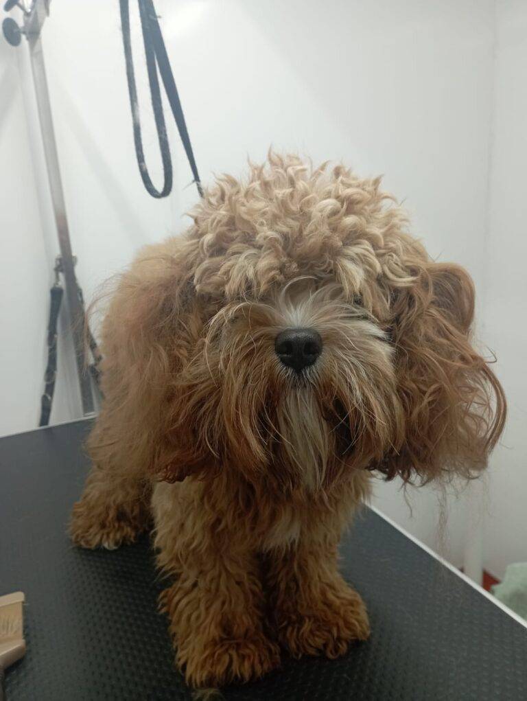 peluquería canina