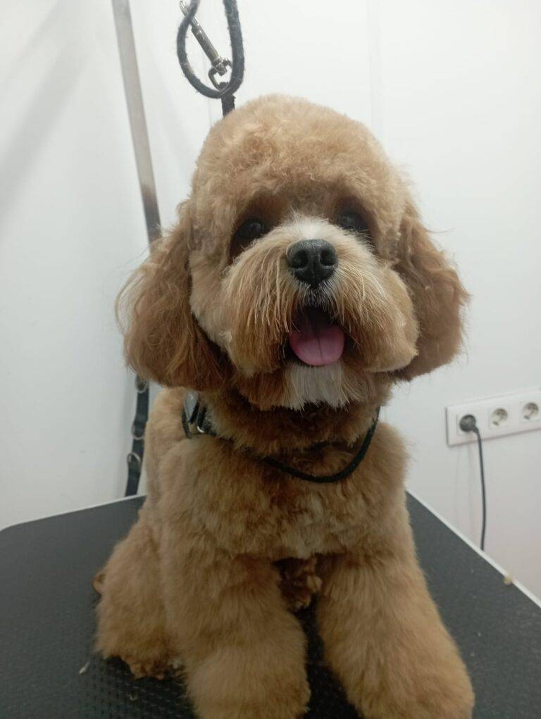 peluquería canina