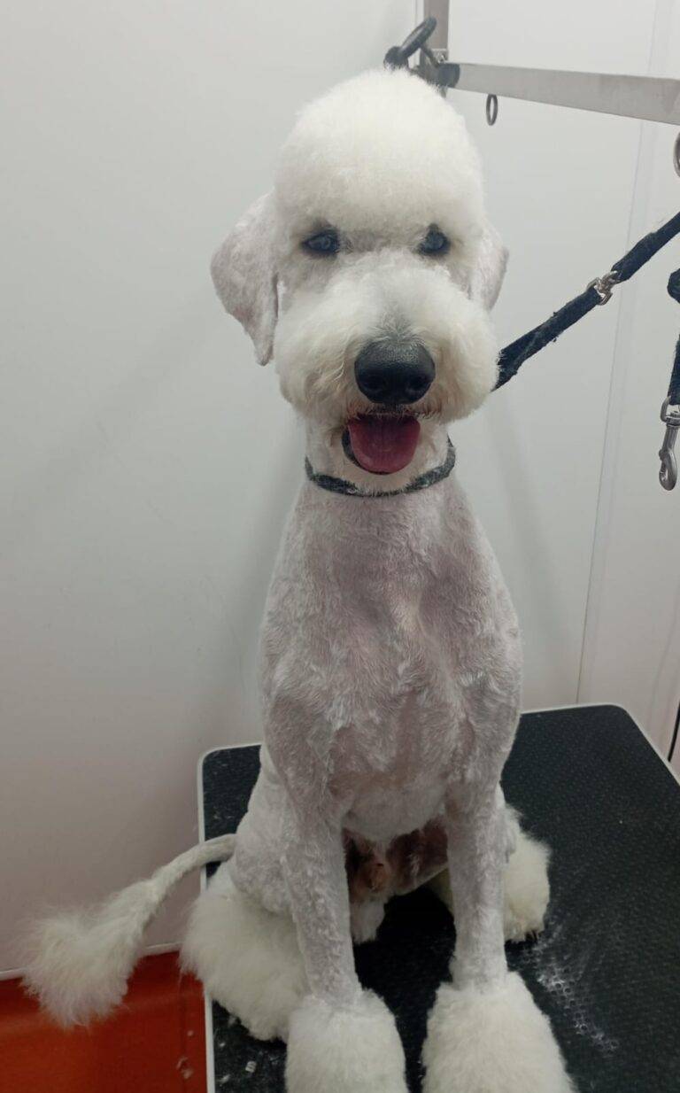 peluquería canina