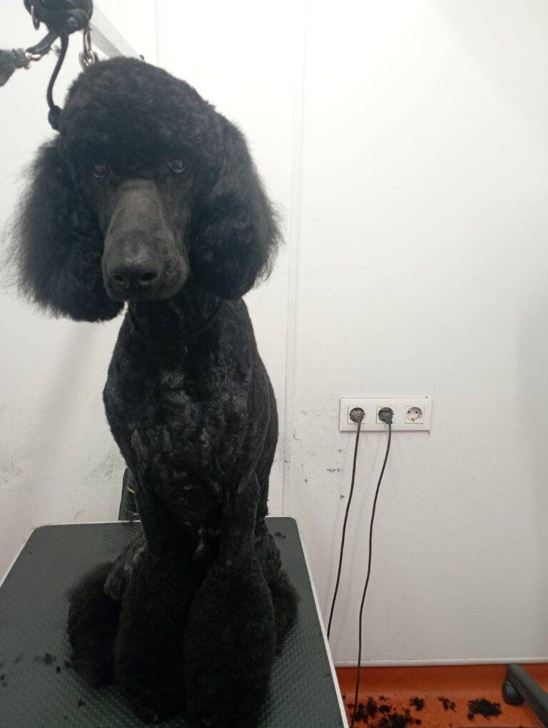 peluquería canina