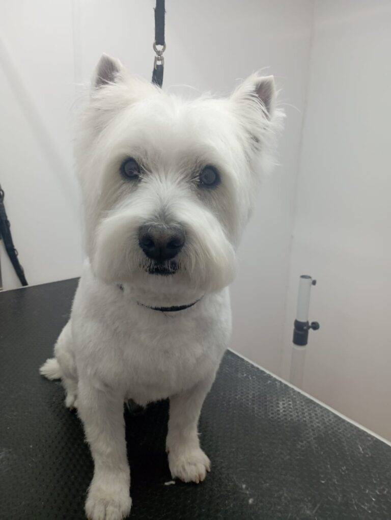 peluquería canina