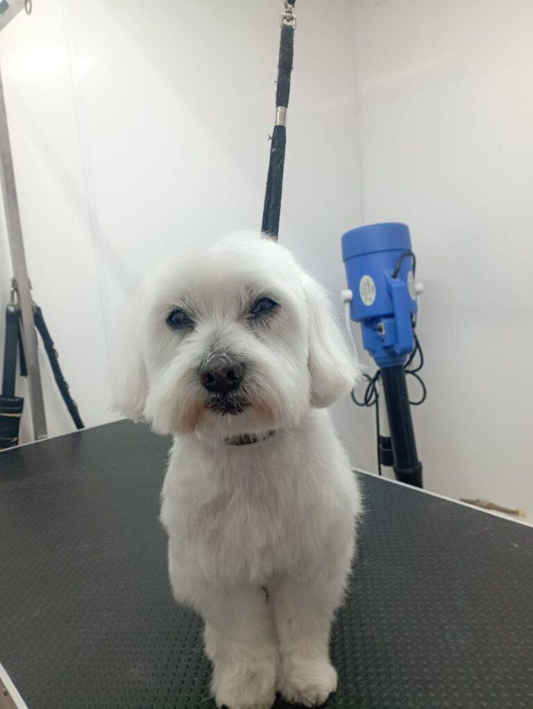 peluquería canina