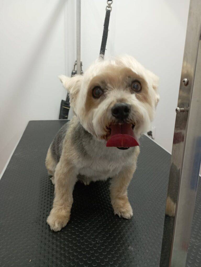 peluquería canina