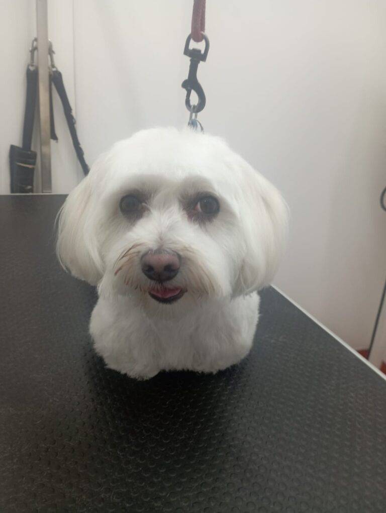 peluquería canina