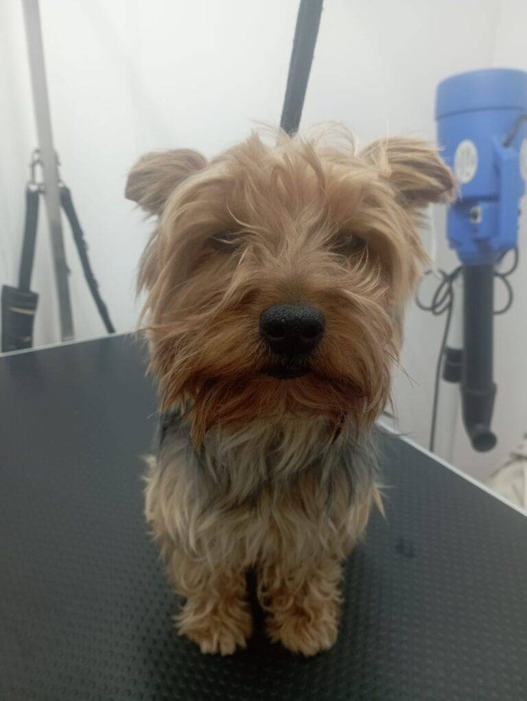 peluquería canina