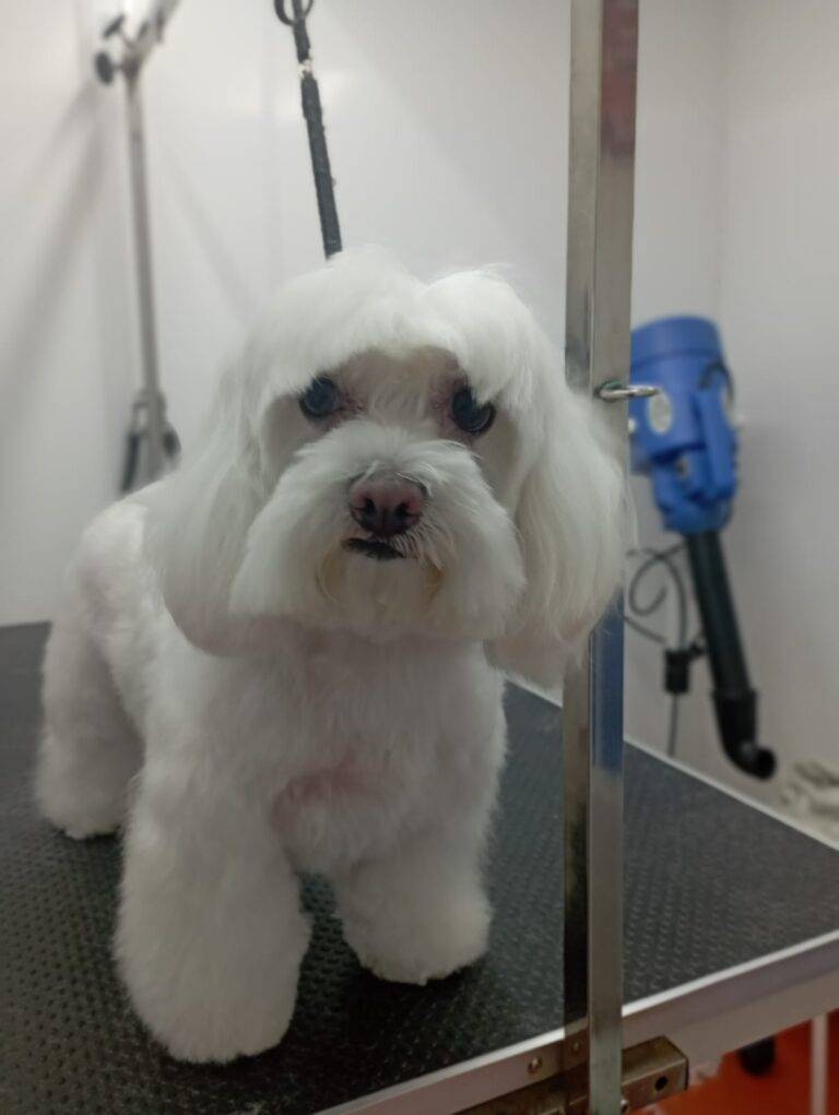 peluquería canina