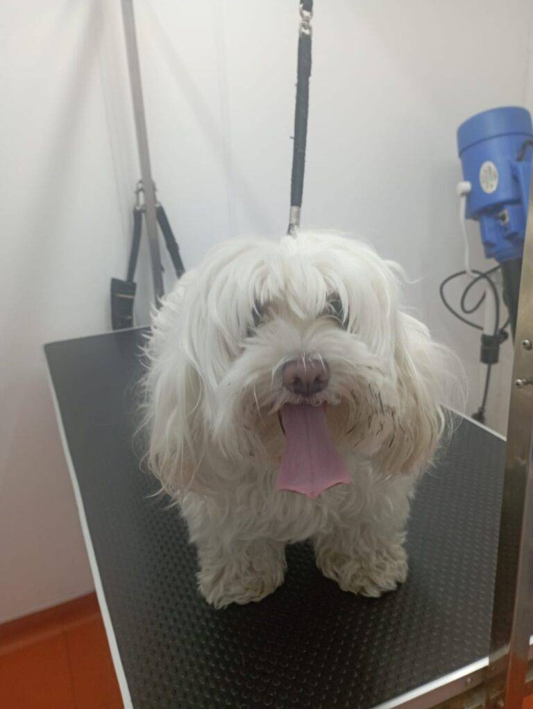 peluquería canina