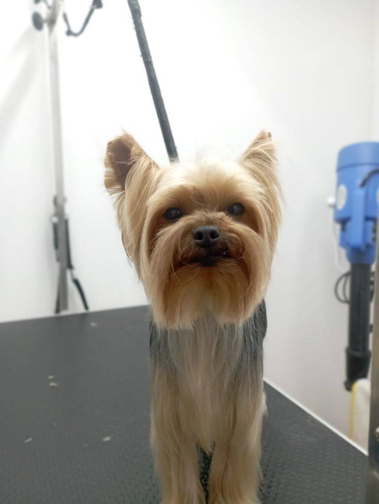 peluquería canina