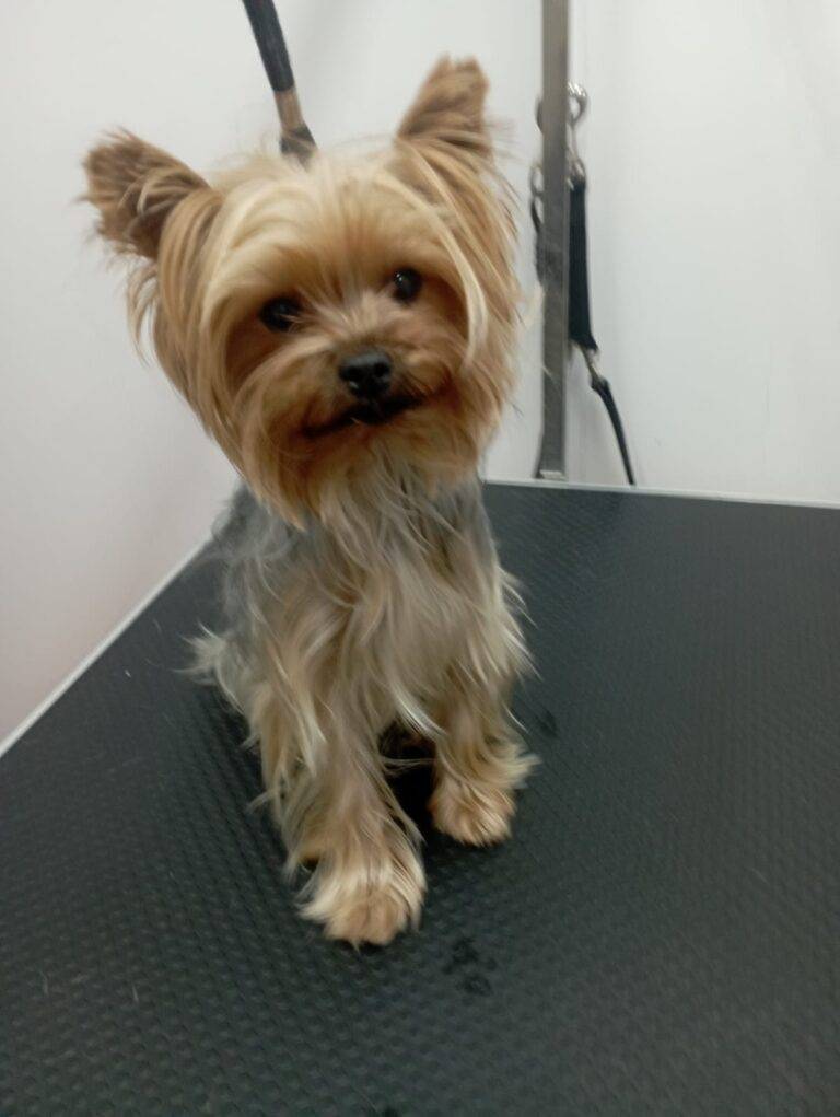 peluquería canina