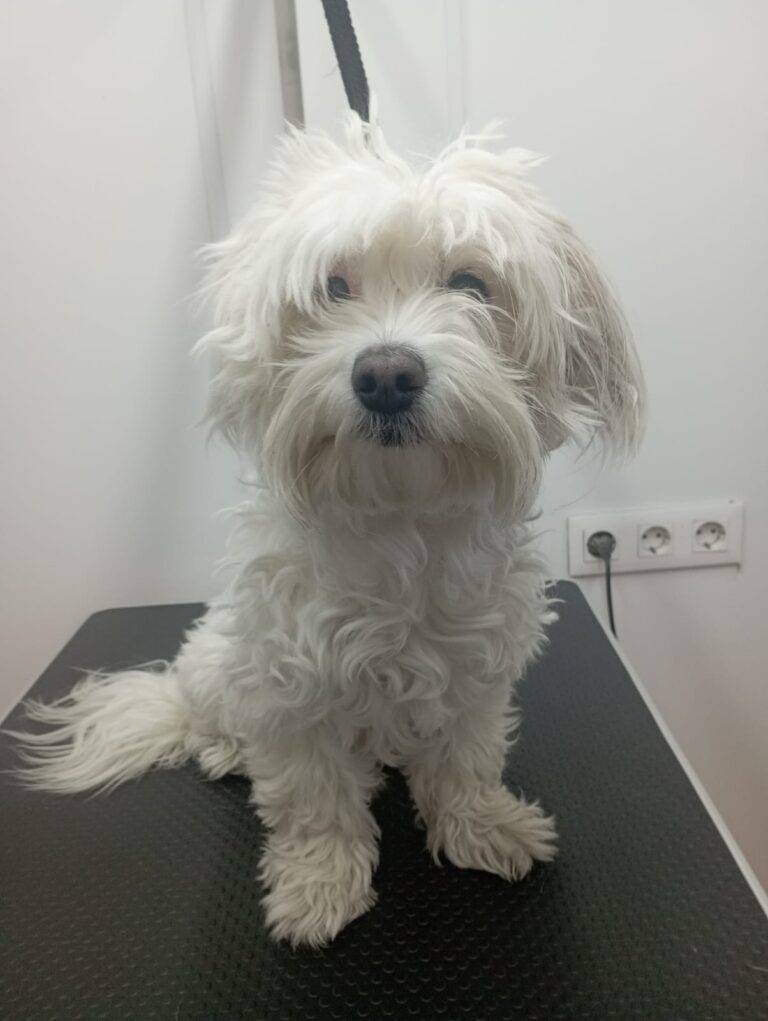 peluquería canina