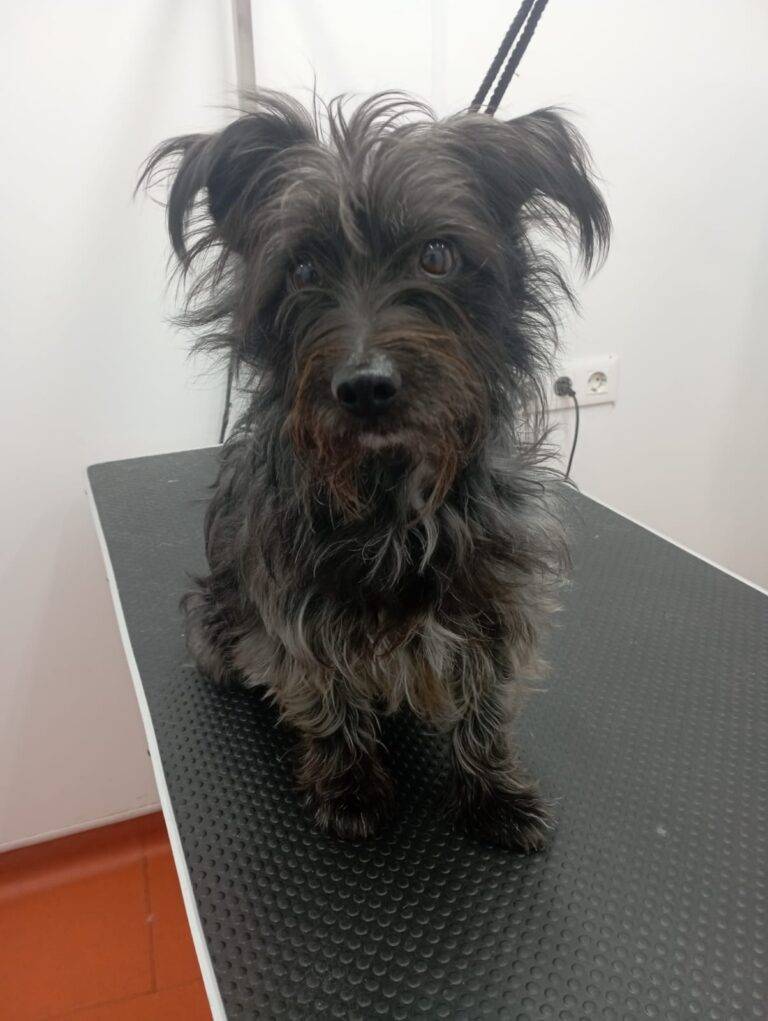 peluquería canina