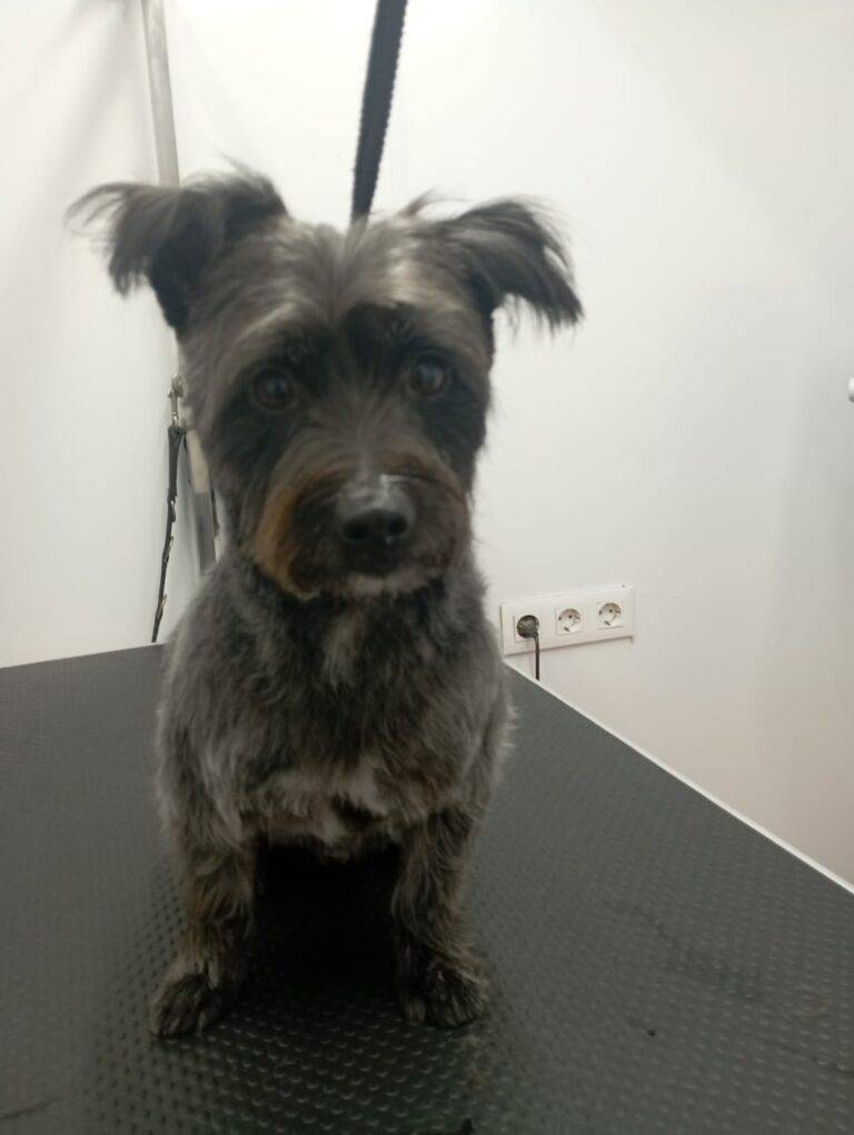 peluquería canina