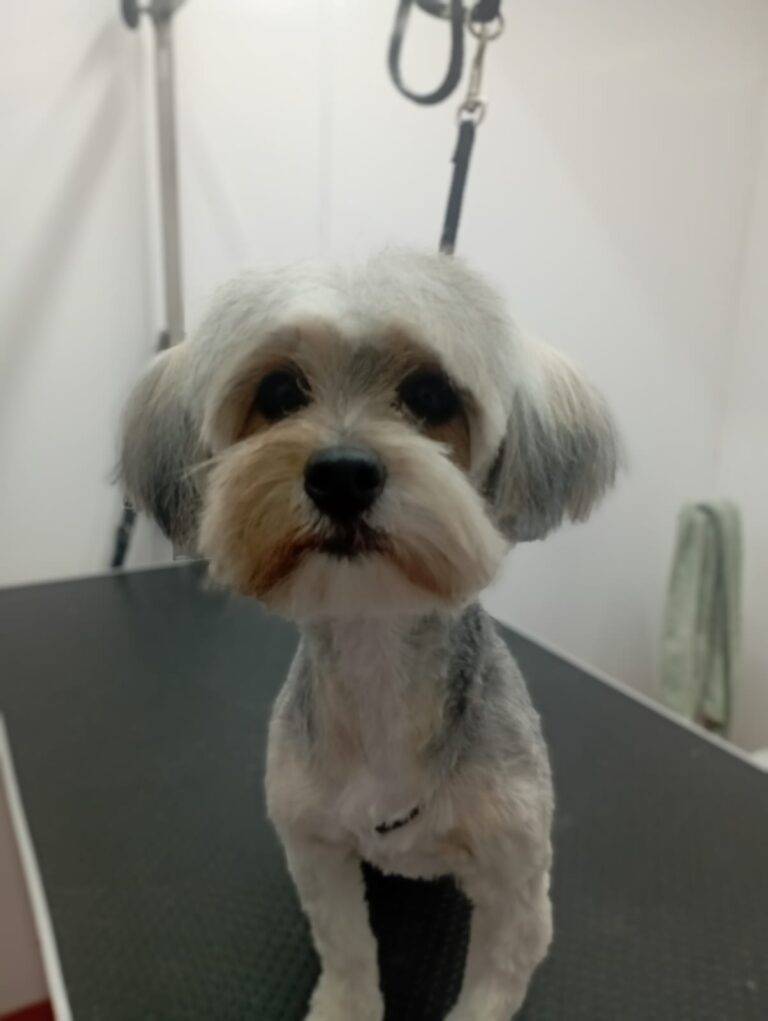 peluquería canina