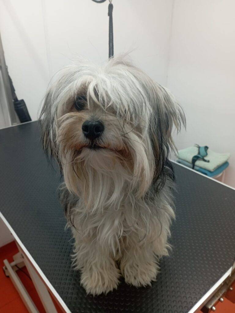 peluquería canina