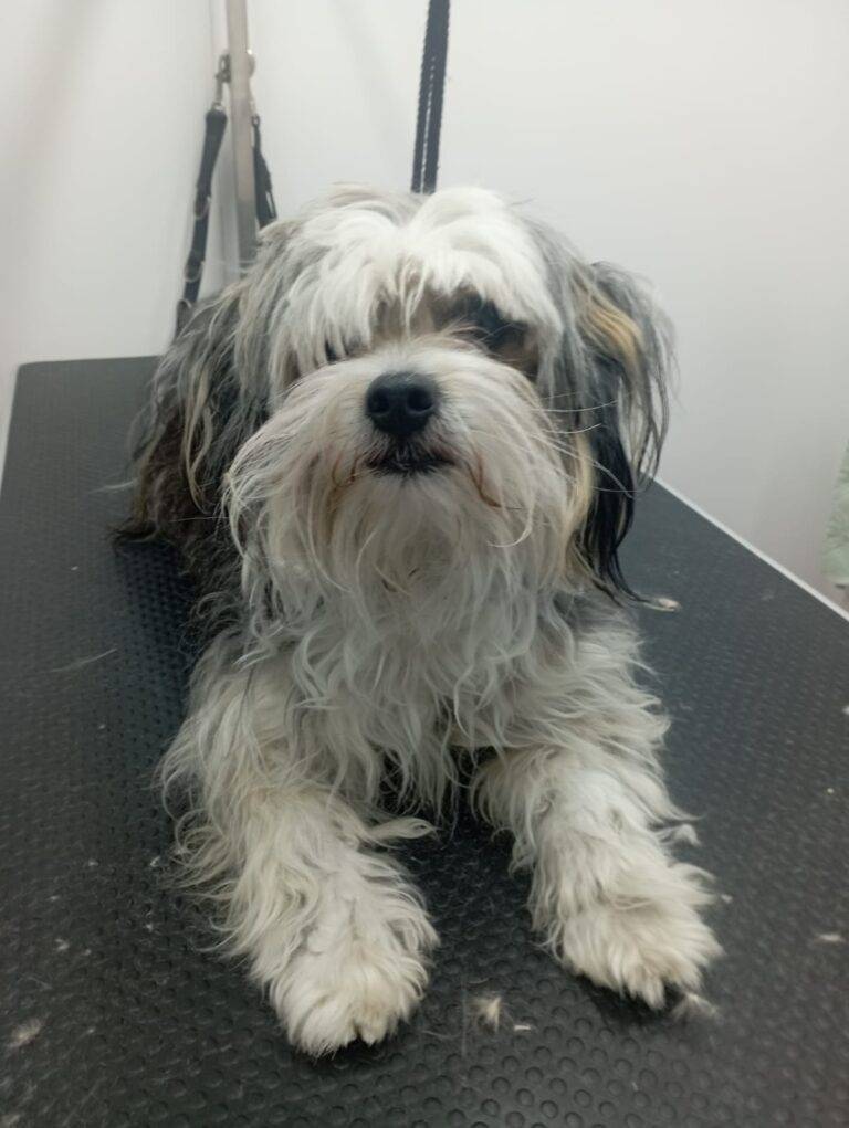 peluquería canina