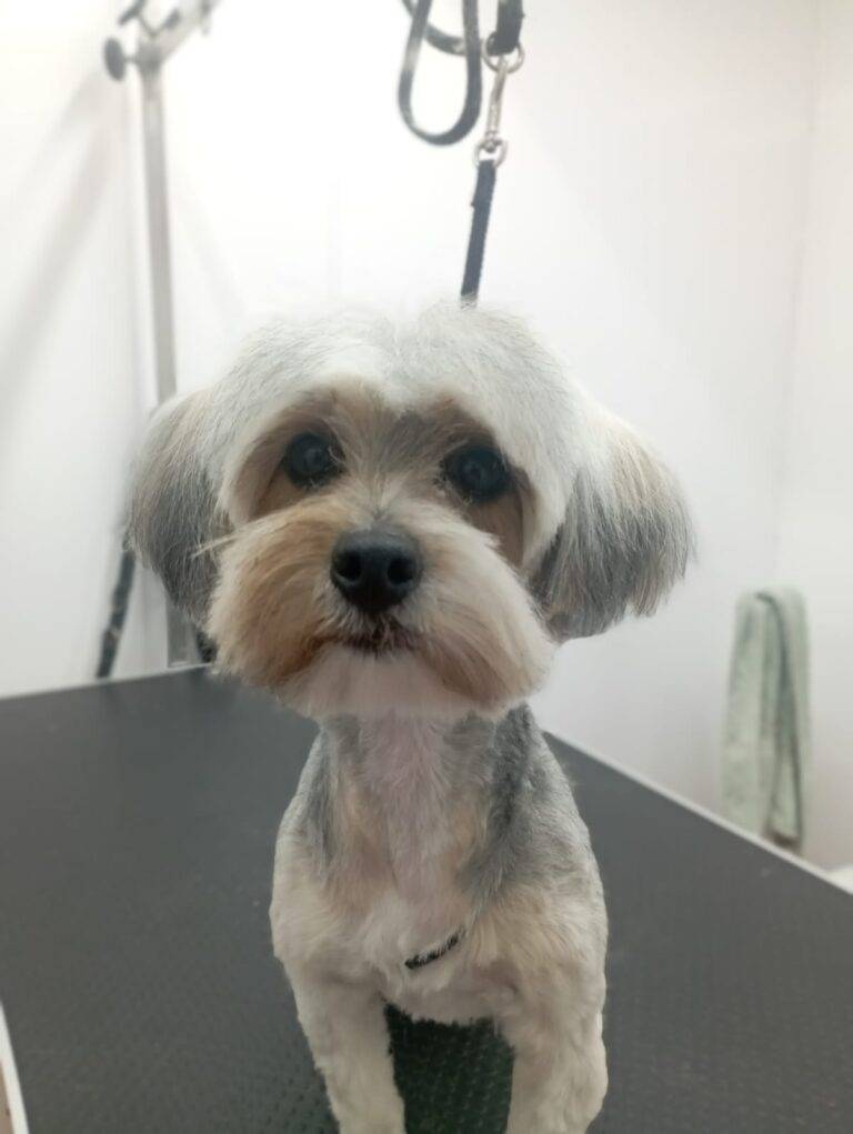 peluquería canina