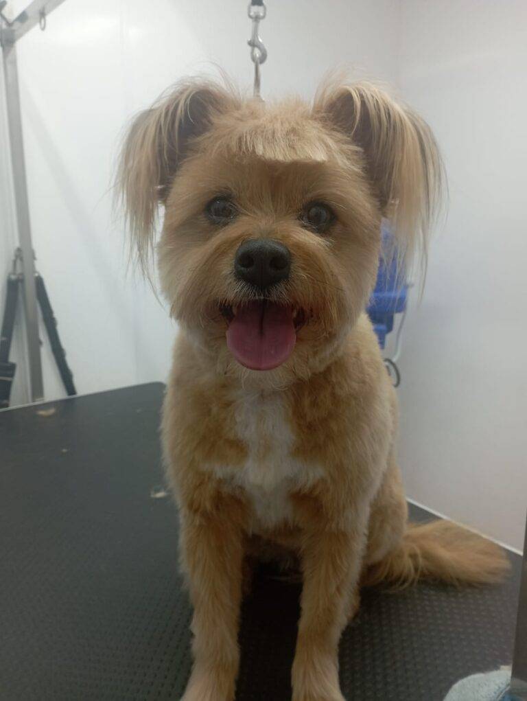 peluquería canina