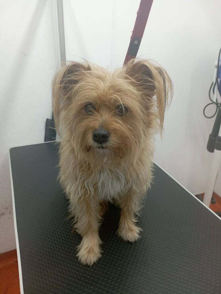 peluquería canina