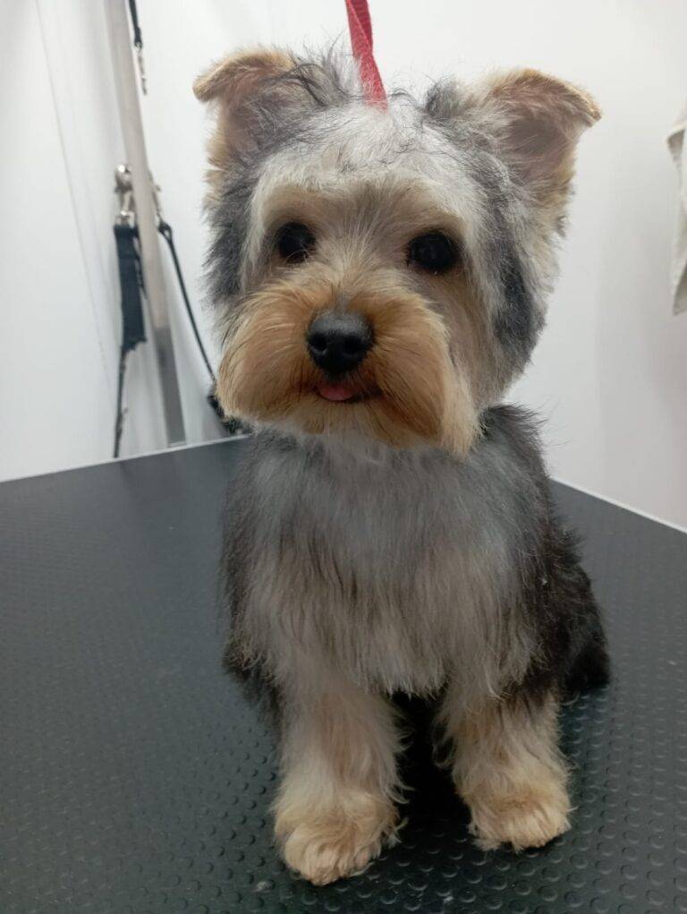 peluquería canina