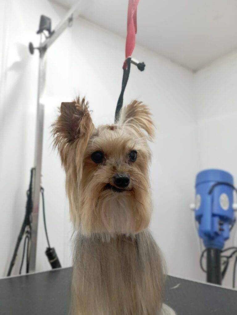 peluquería canina