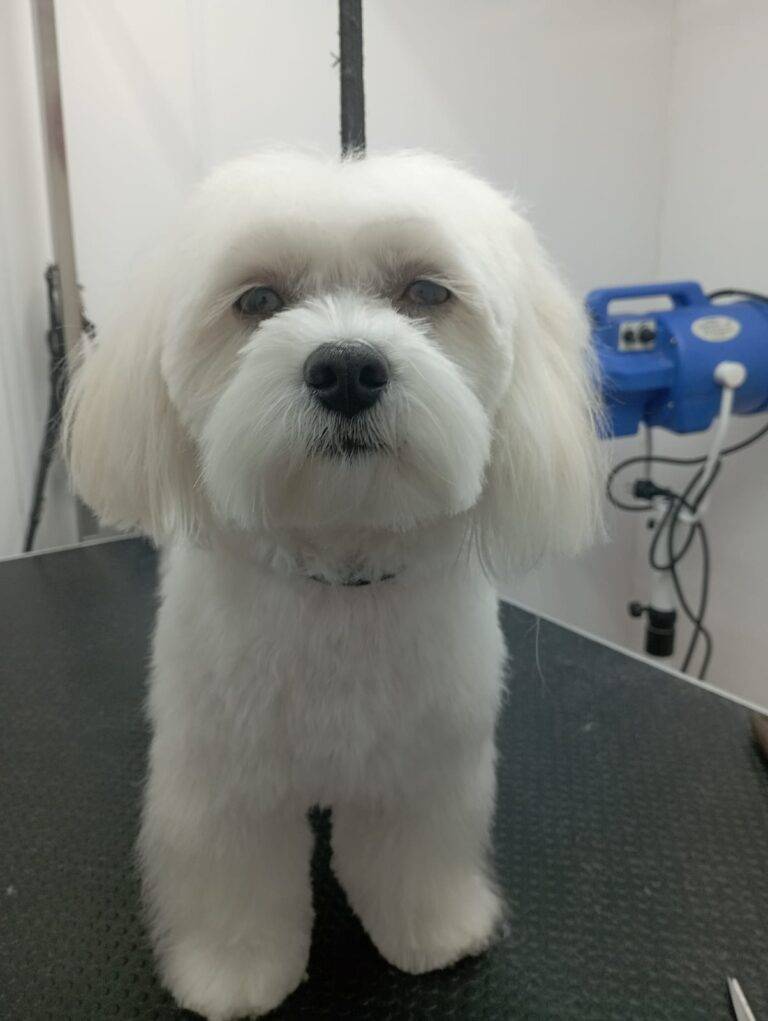 peluquería canina