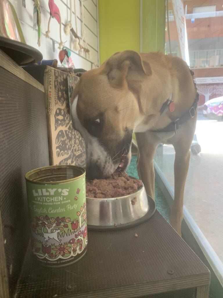 alimentación para perros