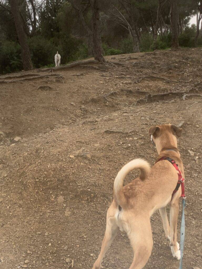 servicio paseo mascotas