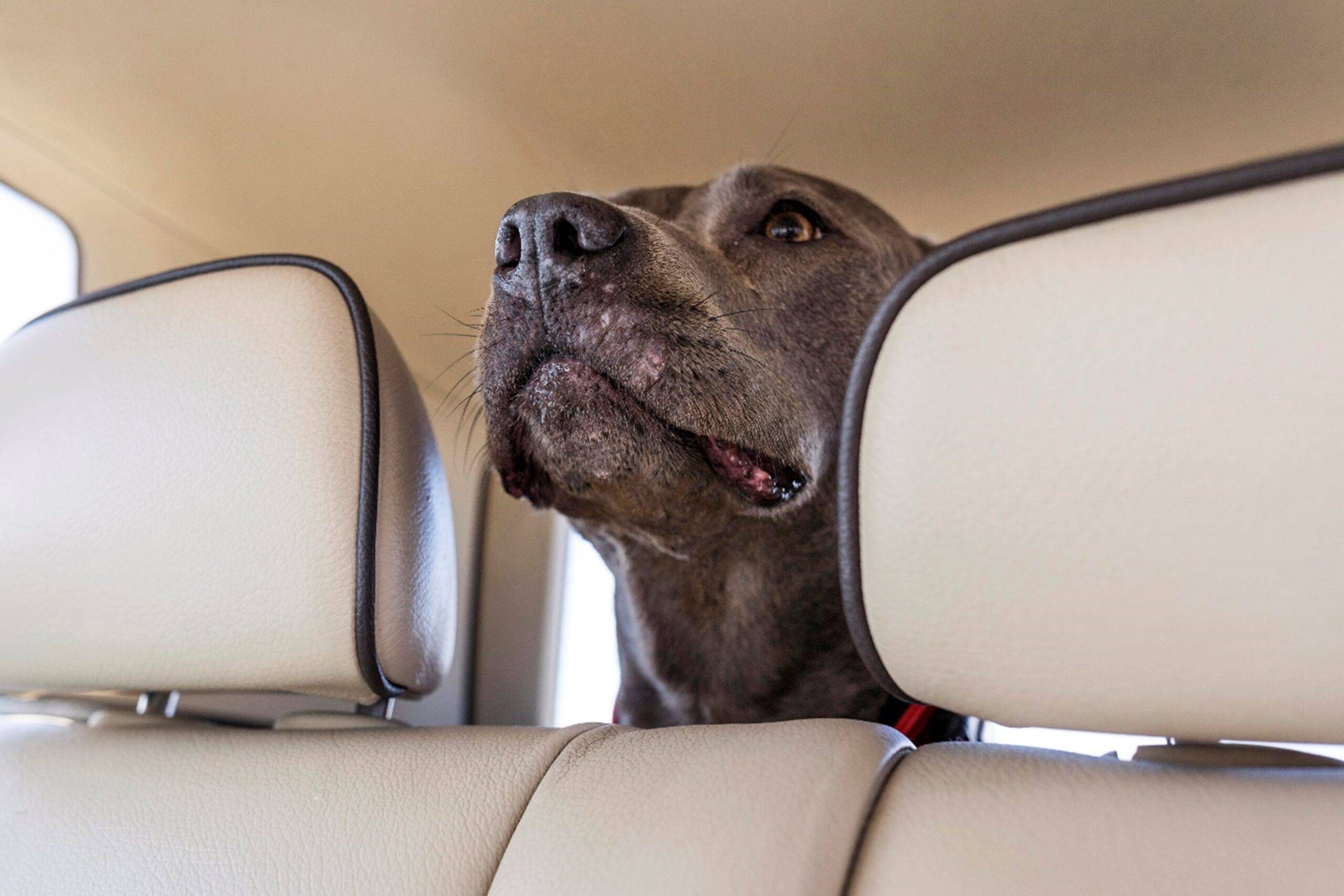 Viajar con mascotas