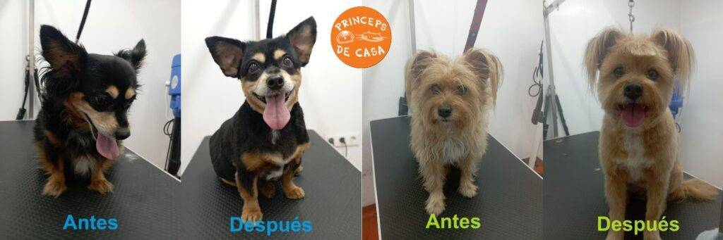 Peluquería canina